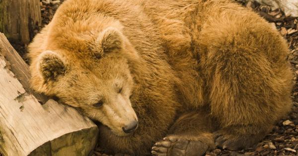 Може ли човек да изпадне в летаргия като мечките и