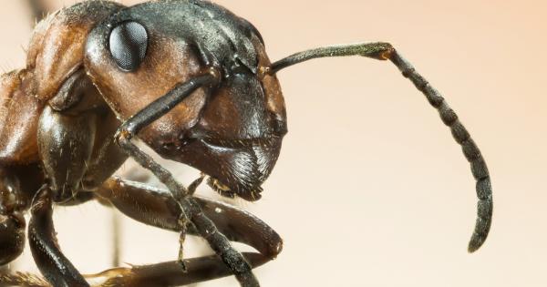 Мравката е животното чийто мозък е най голям в съотношение към