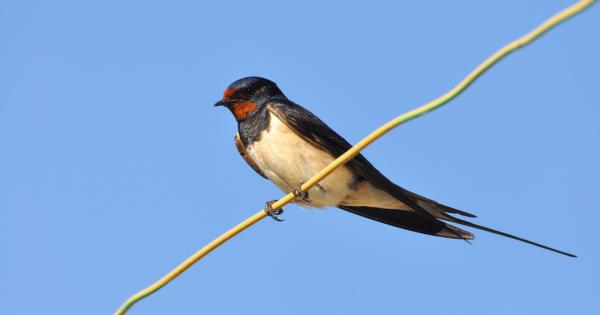 Някога преди много години на брега на планинско езеро долетяла