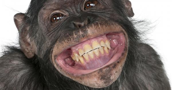 Точно като нас маймуните са социални интелигентни и със сигурност