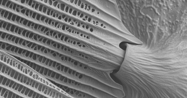 Какво според вас е това Освен че прилича на своеобразна четчица