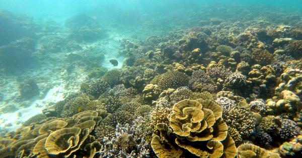Големият бариерен риф страда от сериозни проблеми с коралите, които