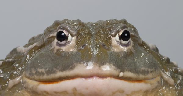 Преди 70 милиона години е живяла огромна жаба с размерите
