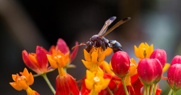 Някои видове стършели може би ползват слънчева енергия с помощта