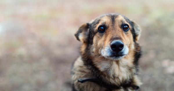 Увеличаване на случаите на жестокост спрямо животни у нас между