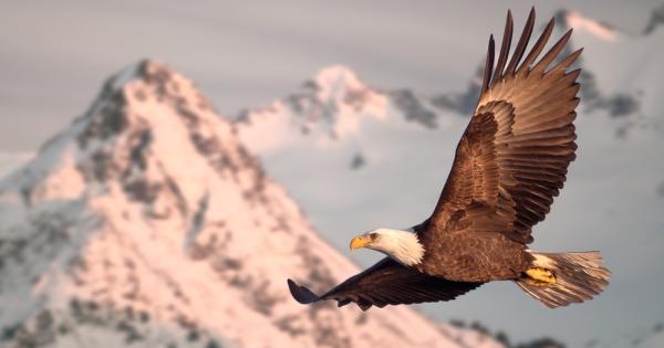 Смятат орела за цар на птиците Трудно е да си
