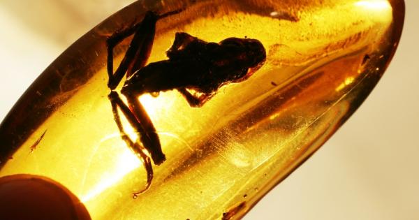 Вкаменелостите на водни кончета с размах на крилата до 70