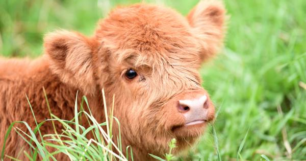 Когато става дума за очарователни пухкави животни ние често си