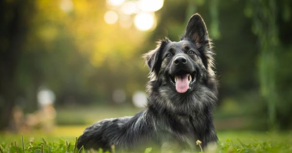 Най добрият приятел на човека е бил редом до него от