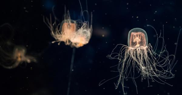 Най отровното създание на планетата не е змия или скорпион а