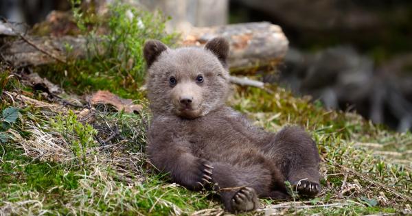 Закачило се едно мече в един трънак Минал дървар Извадил