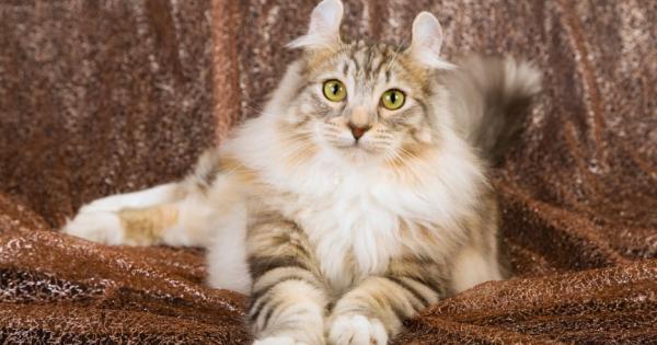 Котките не показват чувствата си но проведено наскоро проучване доказа