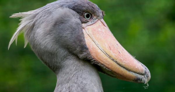 Африка е известна със своите диви животни Всеки е чувал