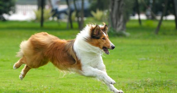 Кучетата и маймуните са способни да оценяват човешките постъпки установиха учени