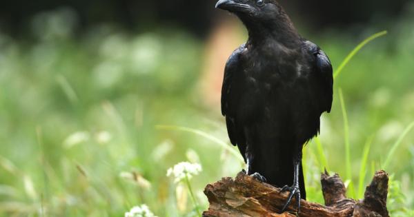 Не е тайна че гарваните са едни от най умните птици