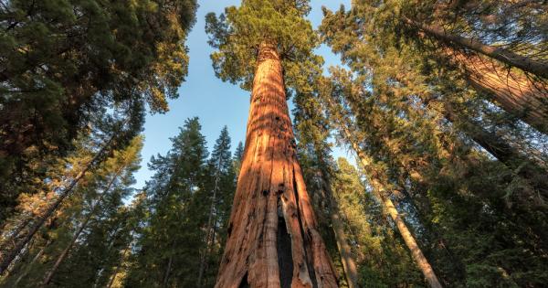 Най високото дърво на света е крайбрежна секвоя Sequoia sempervirens извисяваща се
