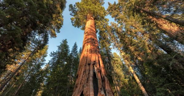 Най-високото дърво на света е крайбрежна секвоя (Sequoia sempervirens), извисяваща се