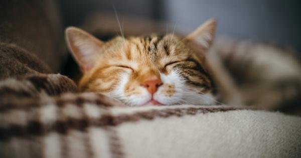 След 5 годишно скитане изгубена котка бе върната на своите стопани Животното