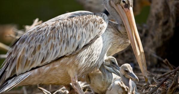 За първи път от 60 години насам се излюпи къдроглаво