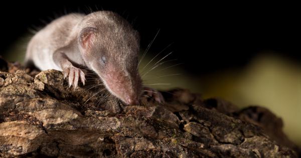 Известно ни е кой е най големият представител на бозайниците