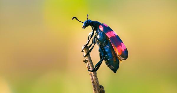 Когато става дума за храненето на домашни любимци и най хубавите пържоли