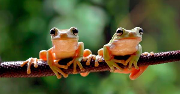 Беше лятна вечер когато една жаба каза на друга Знаеш