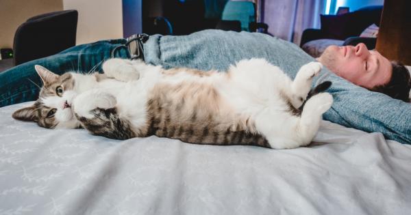 Учените са категорични че с времето котките започват да приличат