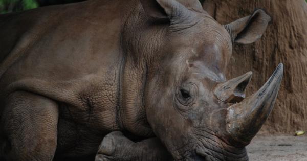25 годишният женски суматрански носорог на остров Борнео почина Това означава