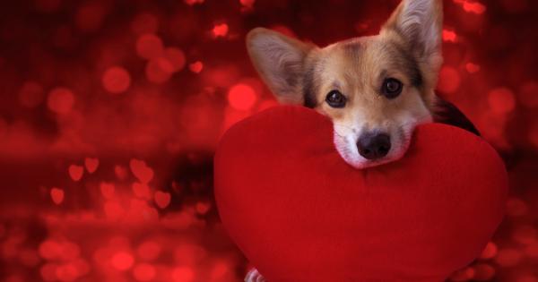 Еспериментално проверени факти за положителното влияние на домашните любимци върху физическото