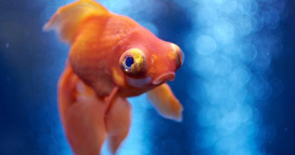 Хората които практикуват риболов за удоволствие често оправдават поведението си