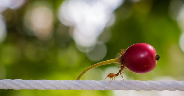 Всеки ден малката Мравка пристигаше рано на работното си място