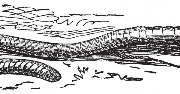 Червеят Diploscapter pachys има завидна възраст на вида си от