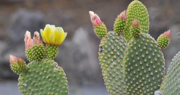 Така смятат учени от Университета на Южна Флорида в Тампа