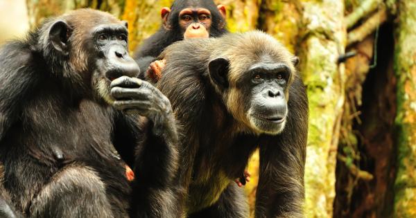 Може и да не вярвате но планетата на маймуните съществува