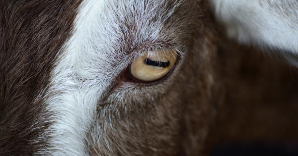 Знаете ли, че очите на козите имат правоъгълни зеници? Така е