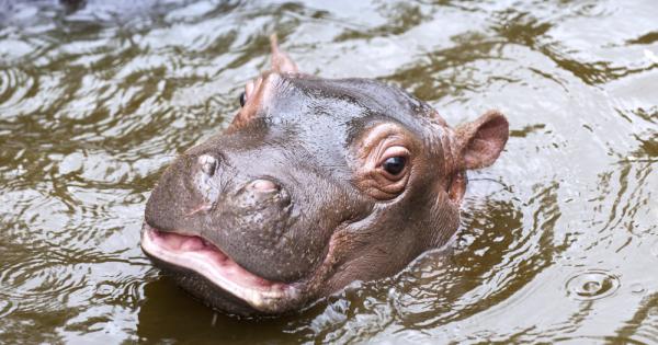 Говори се че хипопотамите са свадливи и своенравни животни Едва