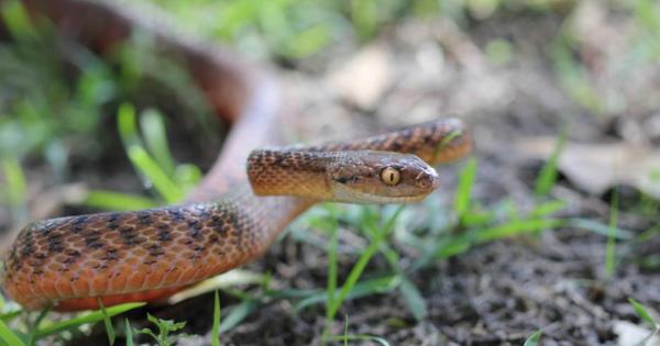 Страхът от змии е сред най-разпространените фобии и въпреки това