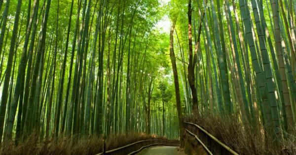 Бамбукът вече не е само за пандите Един от най устойчивите