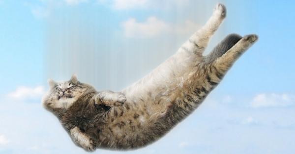 Чували ли сте че котката има по голям шанс да оживее