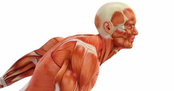 Имаме над 600 мускула в тялото си Те съставляват между