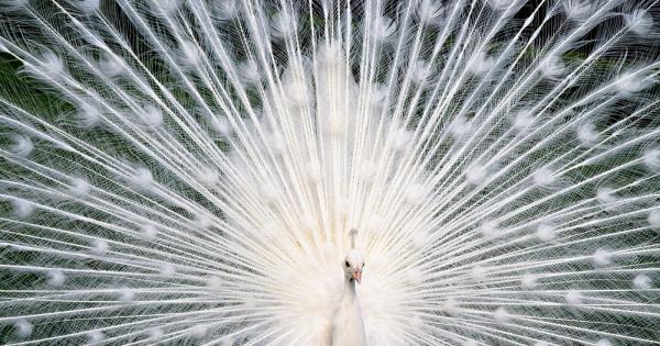 Понякога и на боговете може да им свърши боята