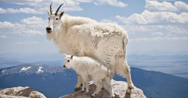 Всяко едно диво животно разполага със своя собствена ниша която