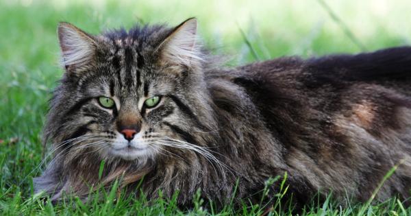 Норвежката горска котка е известна със своята пухкава и гъста