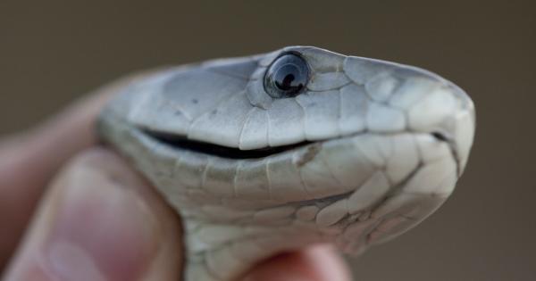 Учен-аматьор кара нарочно най-отровните змии в света да го хапят