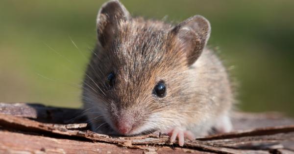 Домашните мъжки мишки издават мелодични звуци с които привличат женските