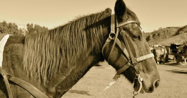 Баща и син се сдобили с един кон На следващия