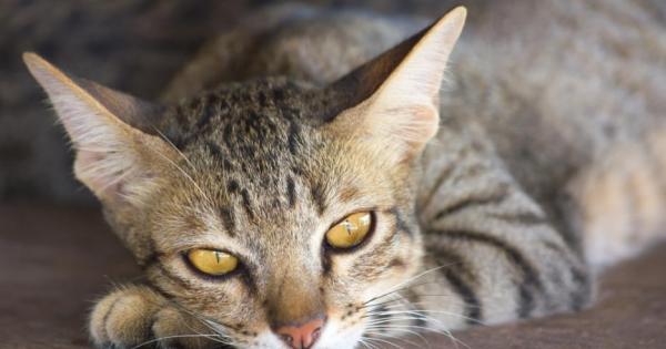 В снимките си фотографът Масаюки Оки улавя индивидуалността на много