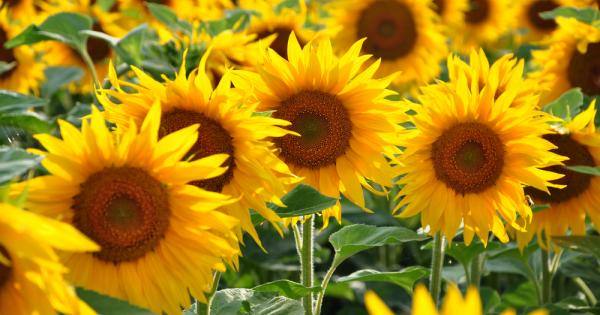 От векове знаем как слънчотледите следят слънцето в небето обръщайки