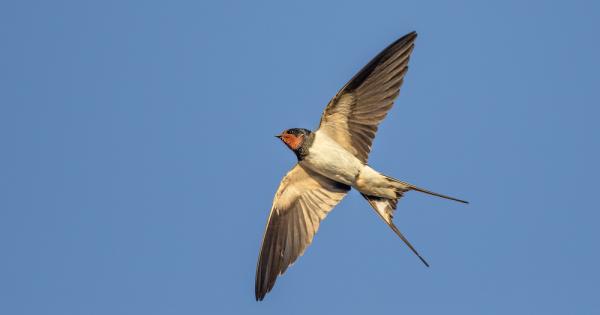 Невероятно дългите полети на прелетните птици карат учените да смятат