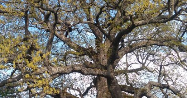 Днес на церемонията по обявяване на резултатите от приключилото в